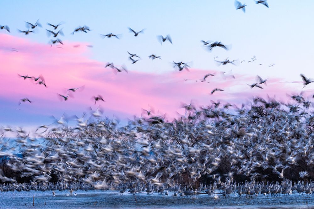 USA-New Mexico-Bernardo Wildlife Management Area-Snow geese take flight over sandhill cranes at sun art print by Jaynes Gallery for $57.95 CAD