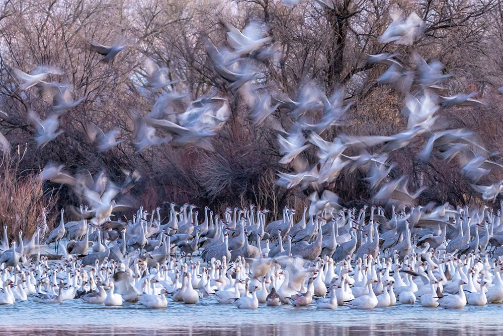USA-New Mexico-Bernardo Wildlife Management Area-Snow geese and sandhill cranes at sunset art print by Jaynes Gallery for $57.95 CAD