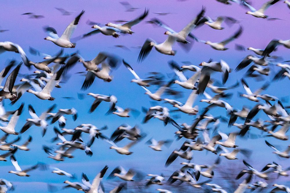 USA-New Mexico-Bernardo Wildlife Management Area-Blur of snow geese in flight at sunset art print by Jaynes Gallery for $57.95 CAD