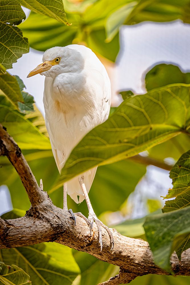 USA-New Mexico-Alamogordo-Alameda Park Zoo Cattle egret in tree art print by Jaynes Gallery for $57.95 CAD