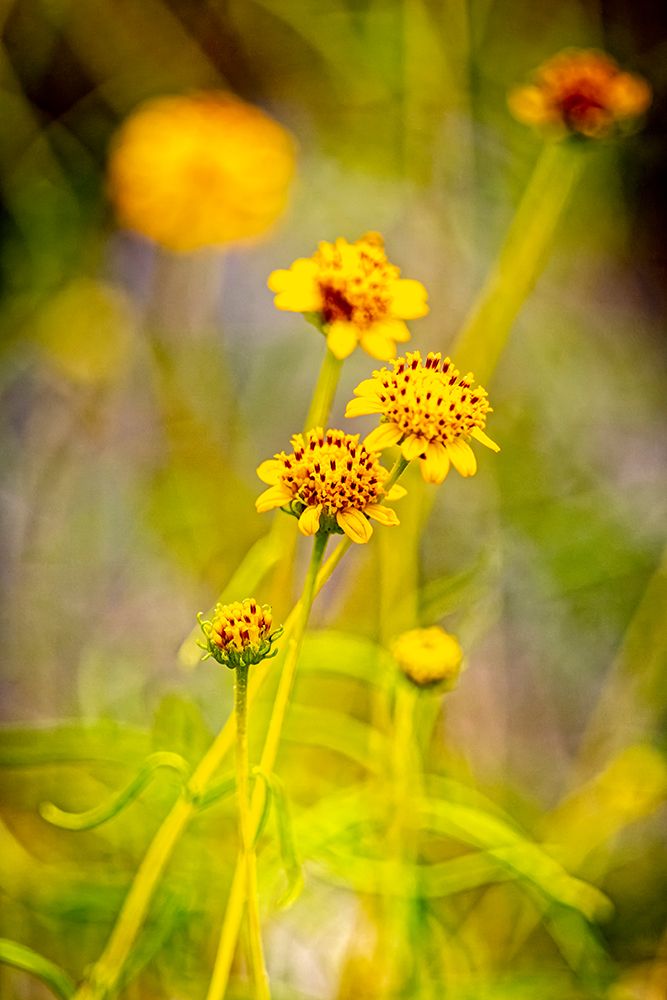 USA-New Mexico-Alamogordo Close-up of wildflowers art print by Jaynes Gallery for $57.95 CAD