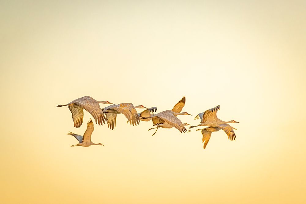 USA- New Mexico- Bosque del Apache National Wildlife Reserve. Sandhill cranes in flight. art print by Jaynes Gallery for $57.95 CAD