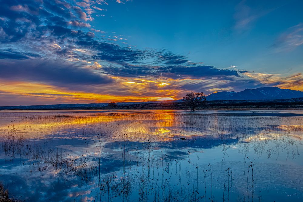 USA- New Mexico- Bosque del Apache National Wildlife Reserve. Sunset reflections on water art print by Jaynes Gallery for $57.95 CAD