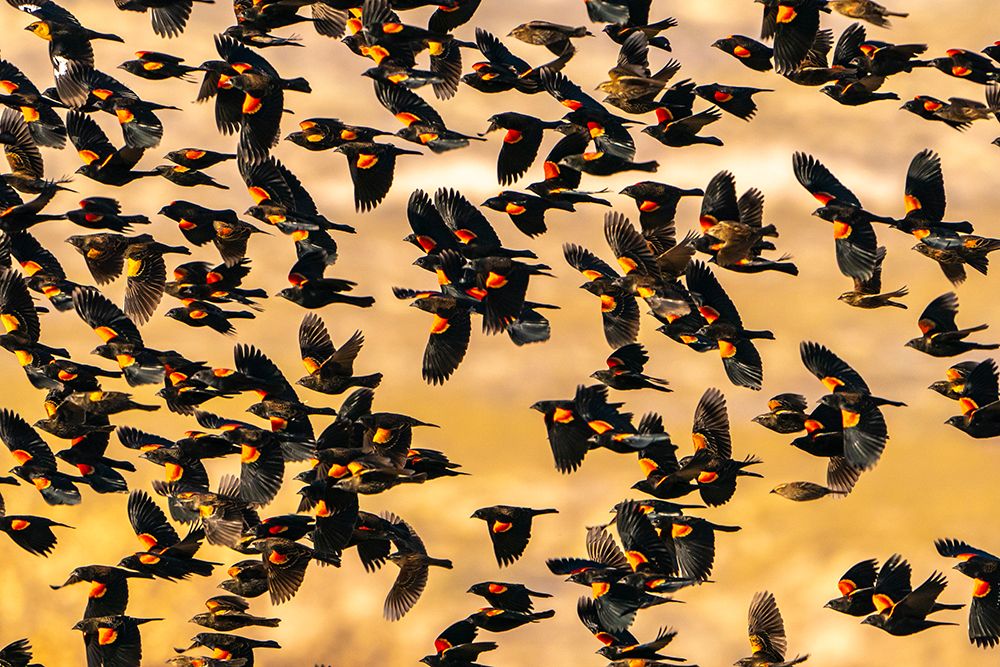 USA- New Mexico- Bosque Del Apache National Wildlife Refuge. Red-winged blackbird flock flying. art print by Jaynes Gallery for $57.95 CAD