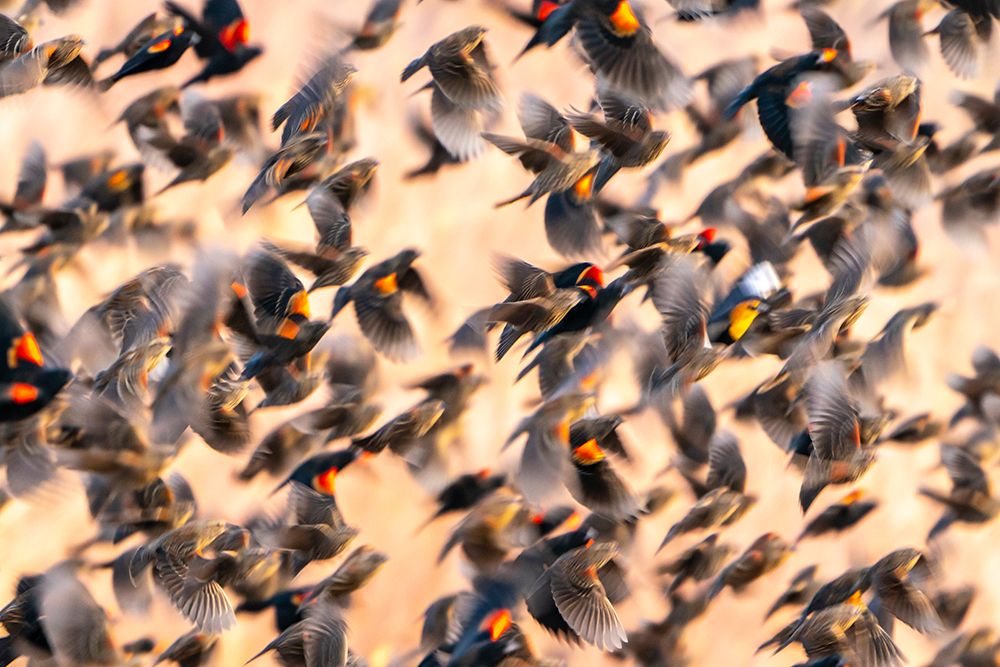 USA- New Mexico- Bosque Del Apache National Wildlife Refuge. Red-winged blackbird flock flying. art print by Jaynes Gallery for $57.95 CAD