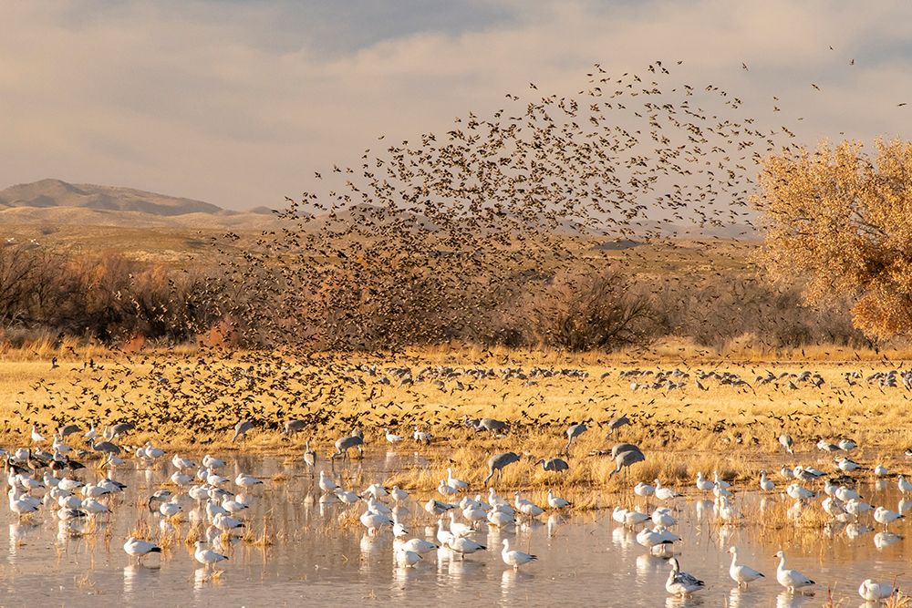 USA- New Mexico- Bosque Del Apache National Wildlife Refuge. Red-winged blackbird flock art print by Jaynes Gallery for $57.95 CAD