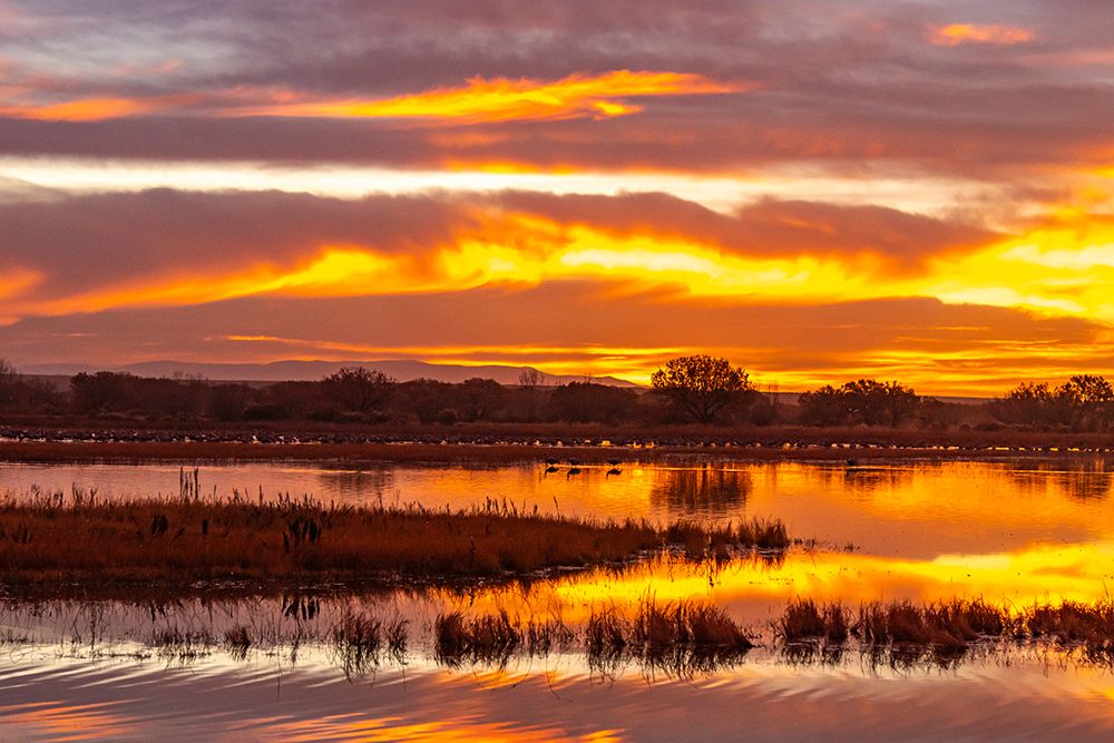 USA- New Mexico- Bosque Del Apache National Wildlife Refuge. Sunrise reflections on ponds. art print by Jaynes Gallery for $57.95 CAD