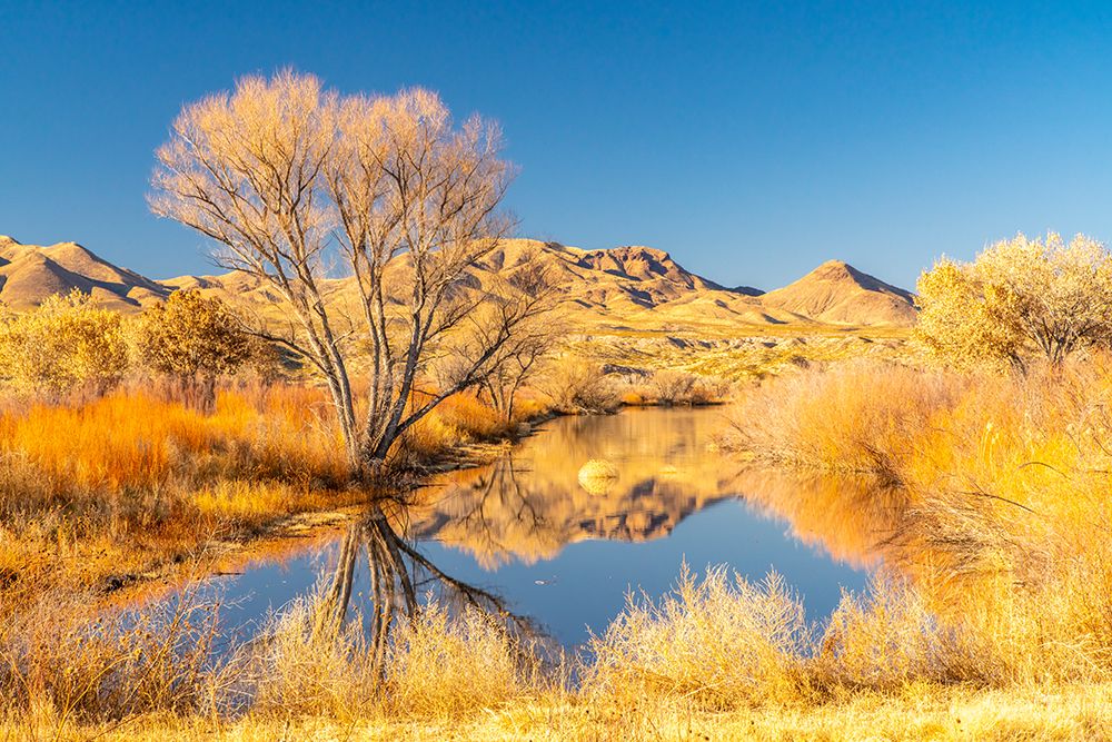 USA- New Mexico- Bosque Del Apache National Wildlife Refuge. Landscape with pond and mountains. art print by Jaynes Gallery for $57.95 CAD