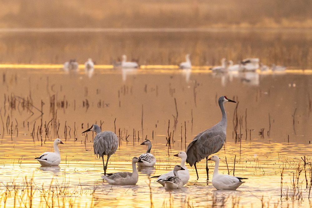 USA- New Mexico- Bosque Del Apache National Wildlife Refuge. Sandhill cranes and snow geese art print by Jaynes Gallery for $57.95 CAD