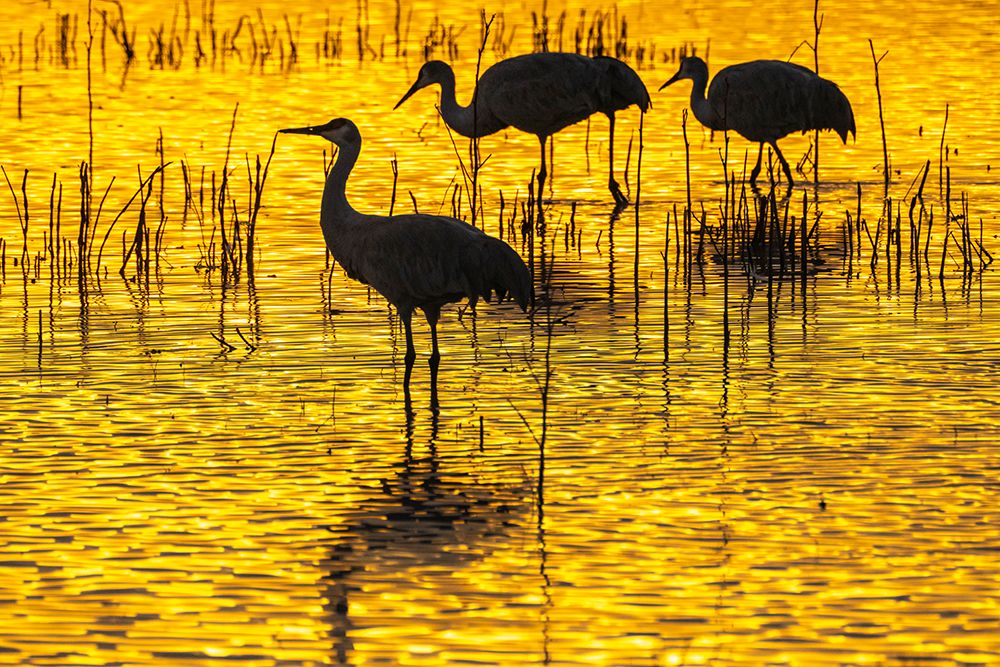 USA- New Mexico- Bosque Del Apache National Wildlife Refuge. Sandhill crane silhouettes at sunset. art print by Jaynes Gallery for $57.95 CAD