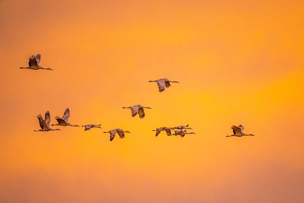 USA- New Mexico- Bosque Del Apache National Wildlife Refuge. Sandhill cranes flying at sunset. art print by Jaynes Gallery for $57.95 CAD