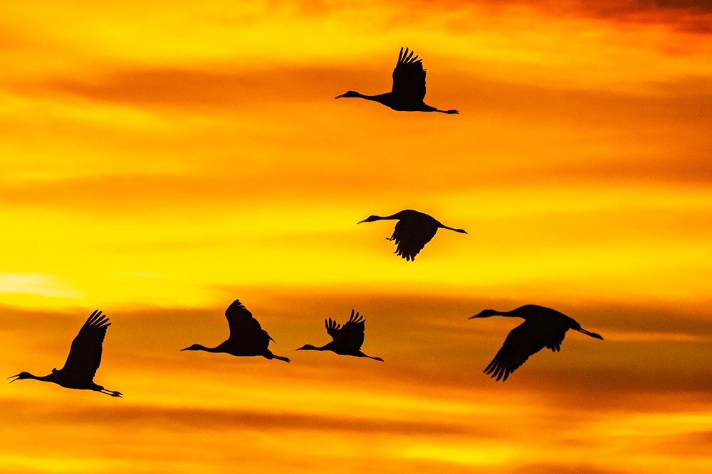 USA- New Mexico- Bosque Del Apache National Wildlife Refuge. Sandhill cranes flying at sunset. art print by Jaynes Gallery for $57.95 CAD