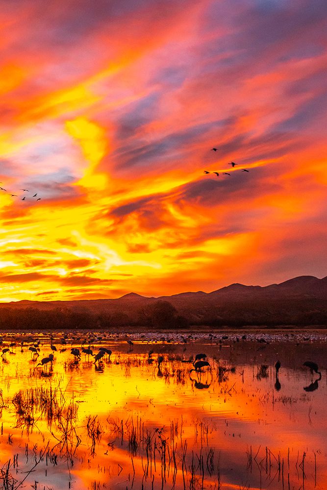 USA- New Mexico- Bosque Del Apache National Wildlife Refuge. Sandhill cranes and snow geese art print by Jaynes Gallery for $57.95 CAD