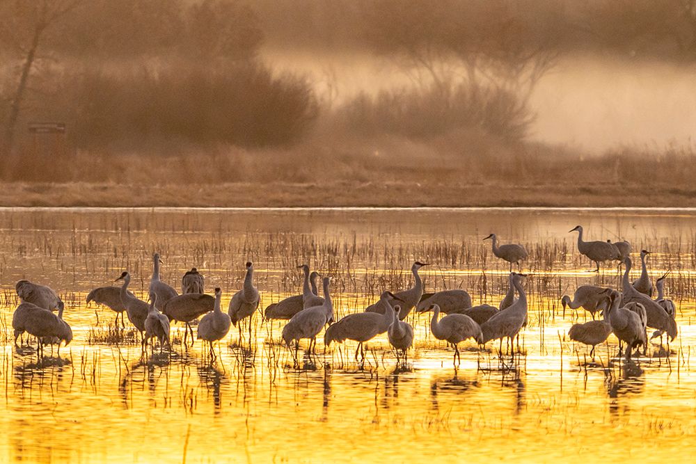 USA- New Mexico- Bosque Del Apache National Wildlife Refuge. Sandhill cranes feeding at sunset. art print by Jaynes Gallery for $57.95 CAD