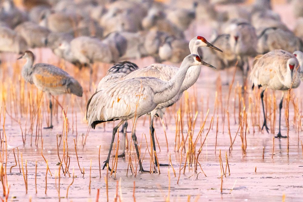 USA- New Mexico- Bosque Del Apache National Wildlife Refuge. Sandhill cranes walking on ice. art print by Jaynes Gallery for $57.95 CAD