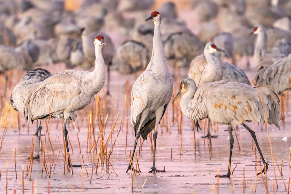 USA- New Mexico- Bosque Del Apache National Wildlife Refuge. Sandhill cranes walking on ice. art print by Jaynes Gallery for $57.95 CAD