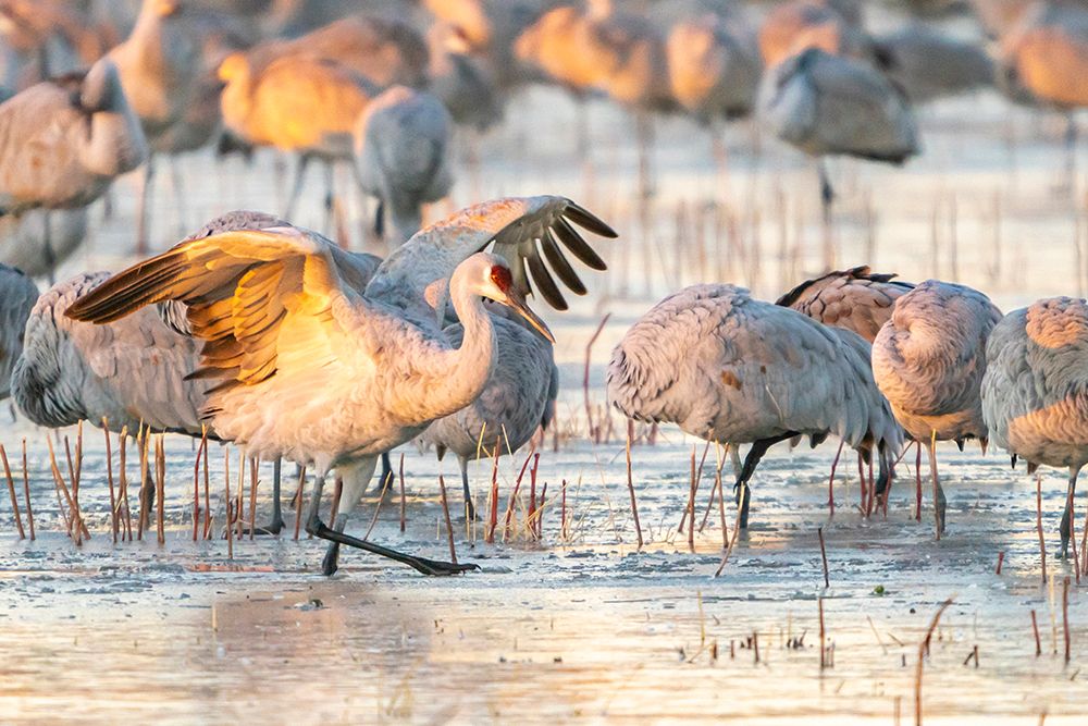 USA- New Mexico- Bosque Del Apache National Wildlife Refuge. Sandhill cranes walking on ice. art print by Jaynes Gallery for $57.95 CAD