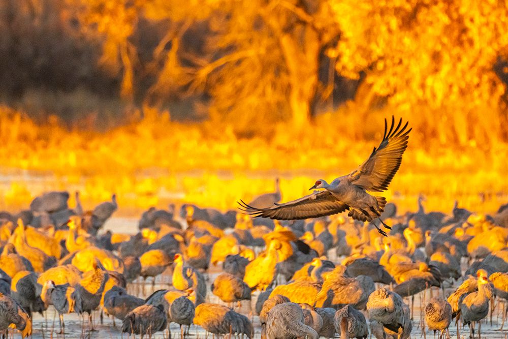 USA- New Mexico- Bosque Del Apache National Wildlife Refuge. Sandhill crane flying over flock. art print by Jaynes Gallery for $57.95 CAD