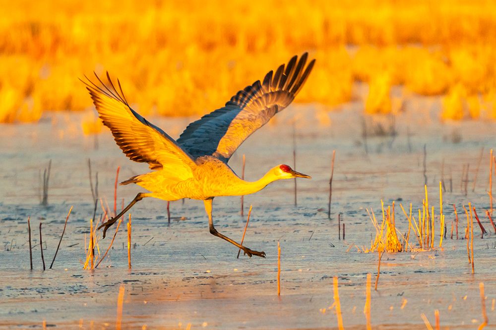 USA- New Mexico- Bosque Del Apache National Wildlife Refuge. Sandhill crane taking flight on ice. art print by Jaynes Gallery for $57.95 CAD