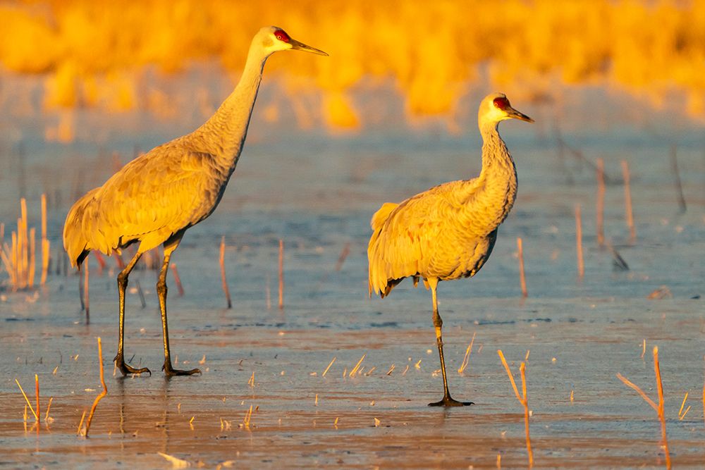 USA- New Mexico- Bosque Del Apache National Wildlife Refuge. Sandhill cranes walking on ice. art print by Jaynes Gallery for $57.95 CAD