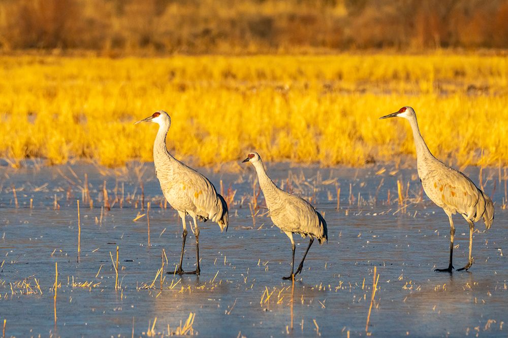 USA- New Mexico- Bosque Del Apache National Wildlife Refuge. Sandhill cranes walking on ice. art print by Jaynes Gallery for $57.95 CAD