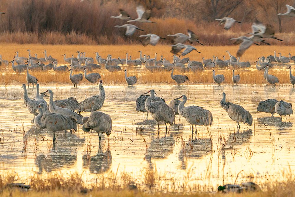USA- New Mexico- Bosque Del Apache National Wildlife Refuge. Sandhill cranes at sunrise. art print by Jaynes Gallery for $57.95 CAD