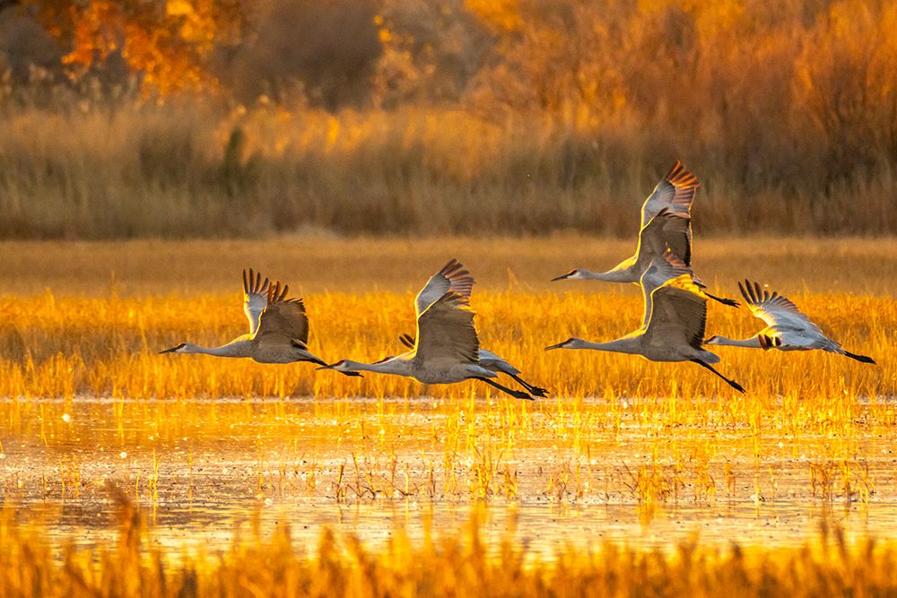 USA- New Mexico- Bosque Del Apache National Wildlife Refuge. Sandhill cranes flying at sunrise. art print by Jaynes Gallery for $57.95 CAD