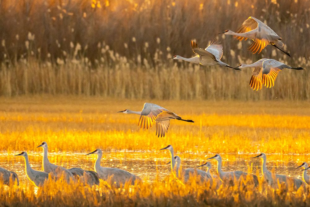 USA- New Mexico- Bosque Del Apache National Wildlife Refuge. Sandhill cranes flying at sunrise. art print by Jaynes Gallery for $57.95 CAD