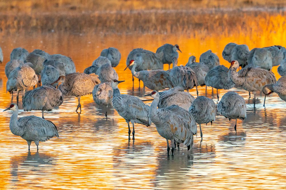 USA- New Mexico- Bosque Del Apache National Wildlife Refuge. Sandhill cranes roosting at sunrise. art print by Jaynes Gallery for $57.95 CAD