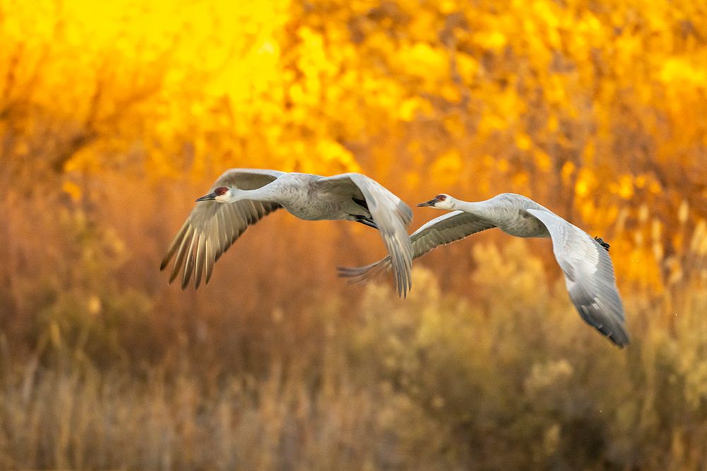 USA- New Mexico- Bosque Del Apache National Wildlife Refuge. Sandhill cranes flying. art print by Jaynes Gallery for $57.95 CAD