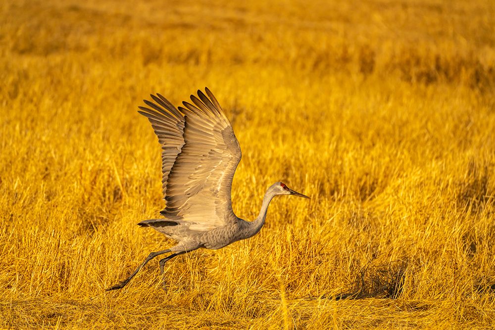 USA- New Mexico- Bosque Del Apache National Wildlife Refuge. Sandhill crane flying. art print by Jaynes Gallery for $57.95 CAD