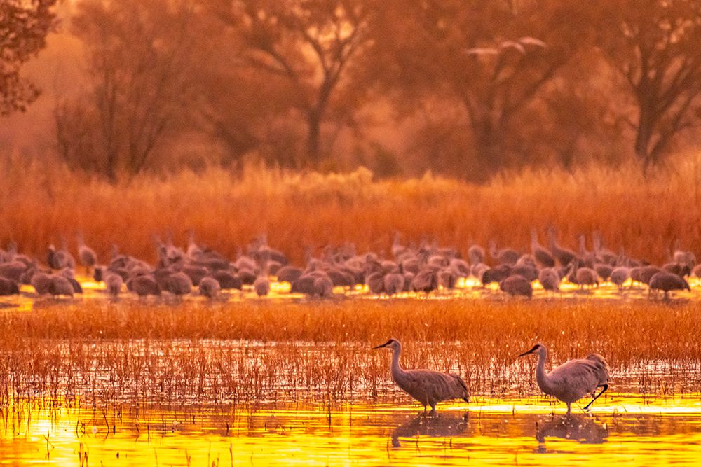 USA- New Mexico- Bosque Del Apache National Wildlife Refuge. Sandhill cranes at sunrise. art print by Jaynes Gallery for $57.95 CAD