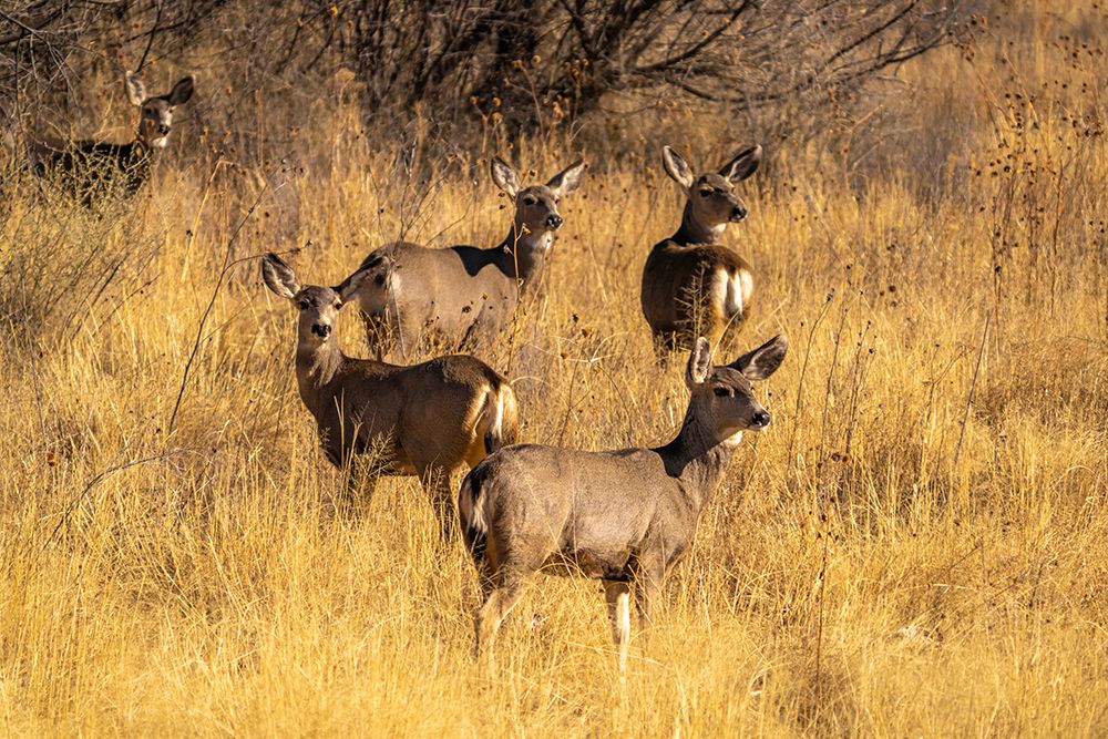 USA- New Mexico- Bosque Del Apache National Wildlife Refuge. Female mule deer in grassy field art print by Jaynes Gallery for $57.95 CAD