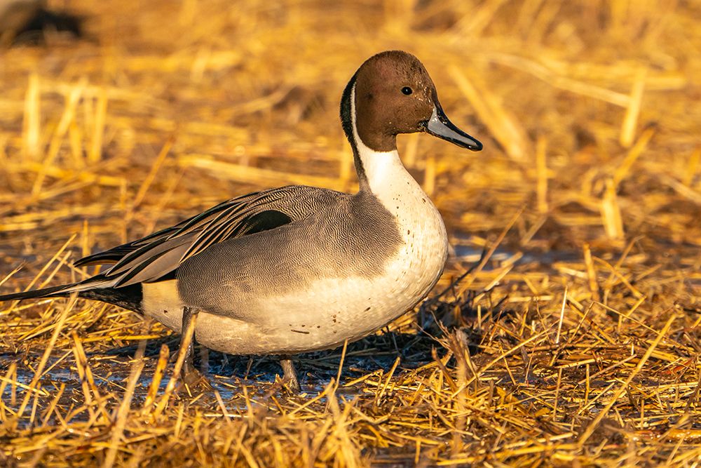 USA- New Mexico- Bosque Del Apache National Wildlife Refuge. Close-up of pintail duck drake. art print by Jaynes Gallery for $57.95 CAD