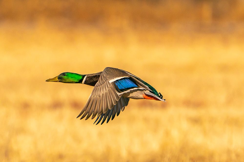 USA- New Mexico- Bosque Del Apache National Wildlife Refuge. Mallard drake duck flying art print by Jaynes Gallery for $57.95 CAD