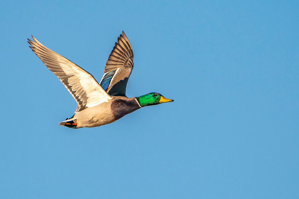 USA- New Mexico- Bosque Del Apache National Wildlife Refuge. Mallard drake duck flying art print by Jaynes Gallery for $57.95 CAD