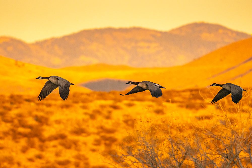 USA- New Mexico- Bosque Del Apache National Wildlife Refuge. Canada geese flying at sunrise. art print by Jaynes Gallery for $57.95 CAD