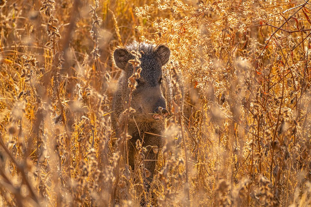 USA- New Mexico- Bosque Del Apache National Wildlife Refuge. Javelina in brush. art print by Jaynes Gallery for $57.95 CAD