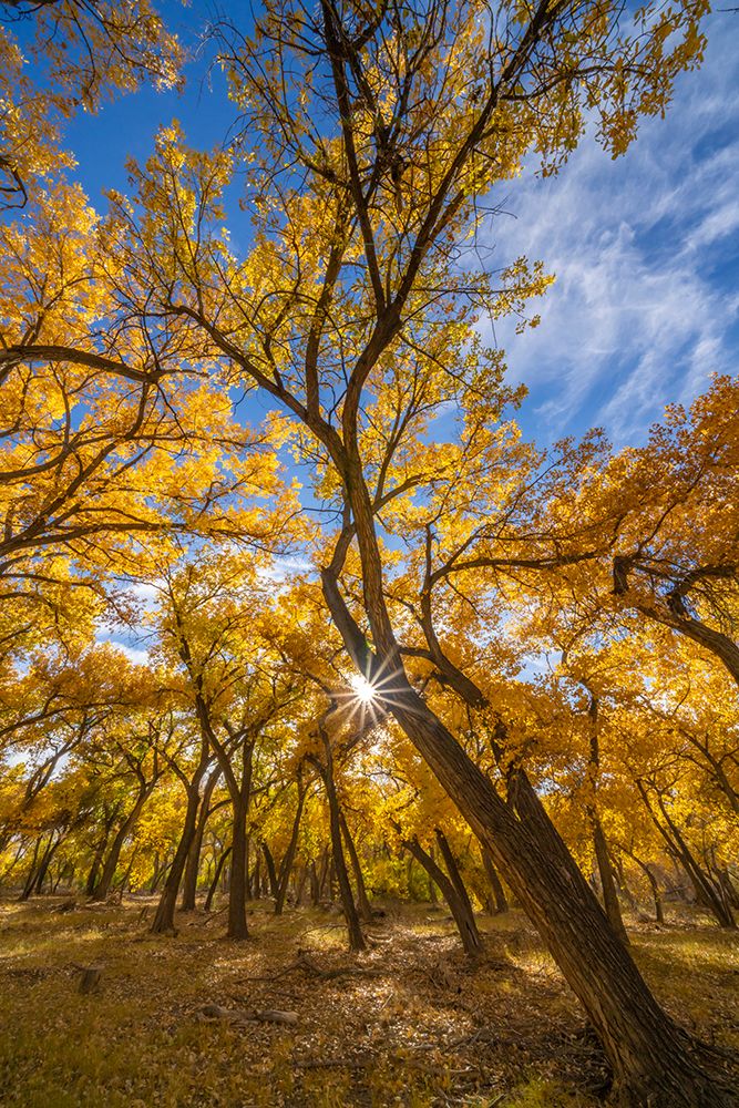 USA- New Mexico- Sandoval County. Sunburst on cottonwood trees. art print by Jaynes Gallery for $57.95 CAD