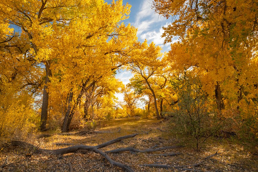 USA- New Mexico- Sandoval County. Cottonwood trees in autumn. art print by Jaynes Gallery for $57.95 CAD
