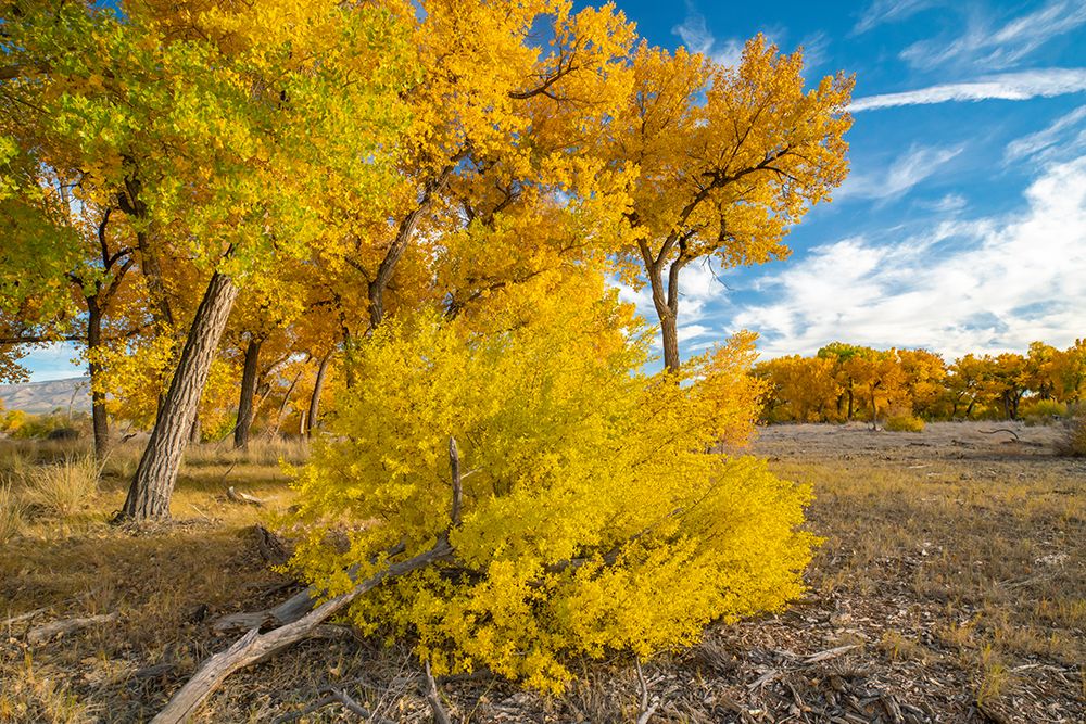USA- New Mexico- Sandoval County. Cottonwood trees in autumn. art print by Jaynes Gallery for $57.95 CAD