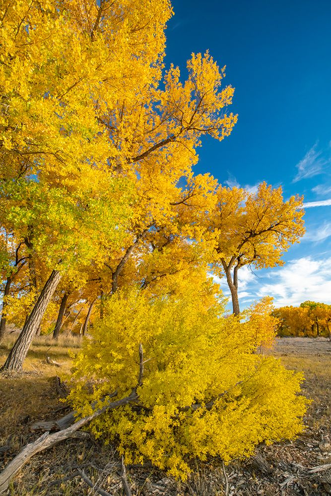 USA- New Mexico- Sandoval County. Cottonwood trees in autumn. art print by Jaynes Gallery for $57.95 CAD