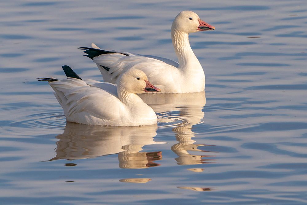USA- New Mexico- Bosque Del Apache National Wildlife Refuge. Snow geese in water. art print by Jaynes Gallery for $57.95 CAD