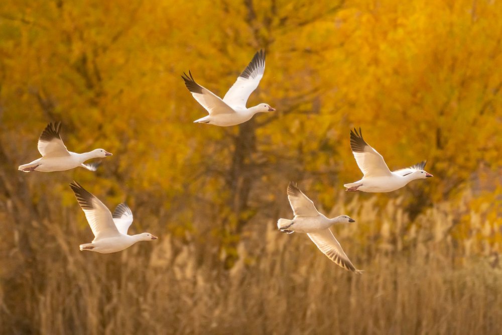 USA- New Mexico- Bosque Del Apache National Wildlife Refuge. Snow geese flying. art print by Jaynes Gallery for $57.95 CAD
