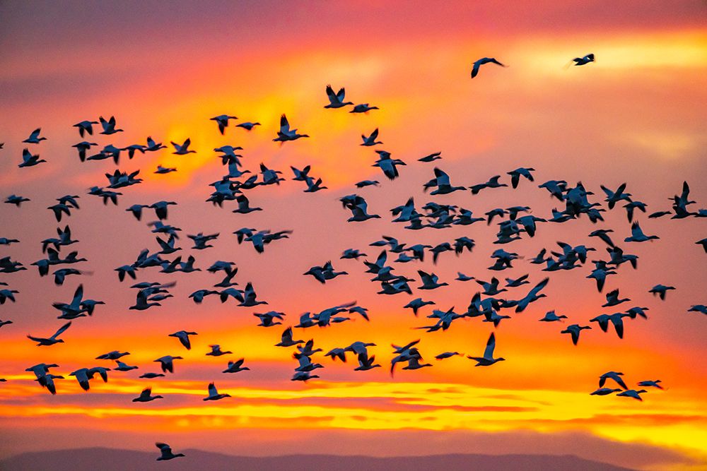 USA- New Mexico- Bosque Del Apache National Wildlife Refuge. Snow geese flying at sunrise. art print by Jaynes Gallery for $57.95 CAD