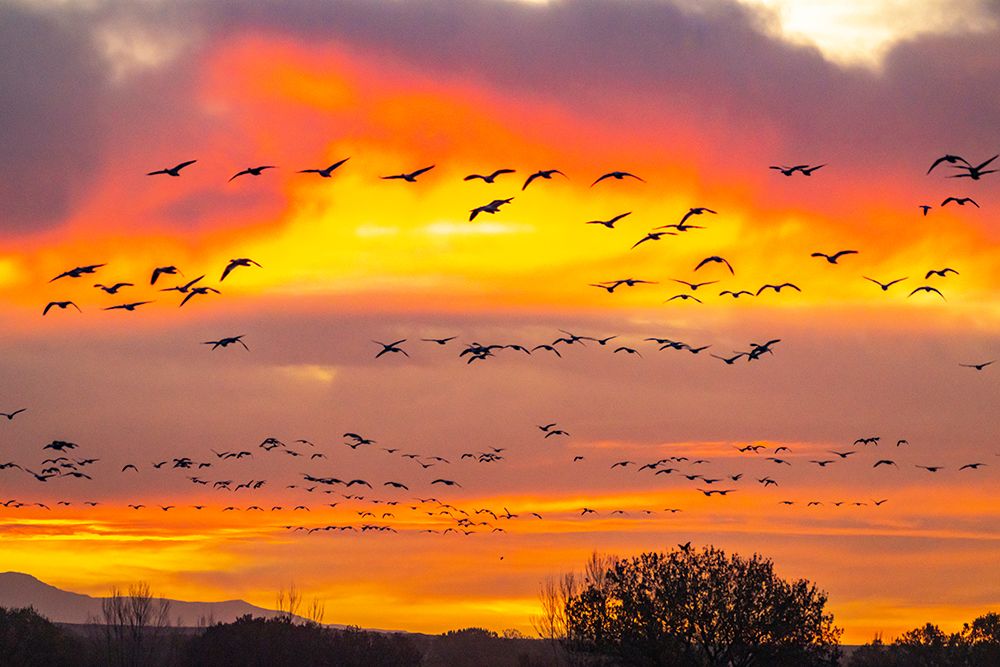 USA- New Mexico- Bosque Del Apache National Wildlife Refuge. Snow geese flying at sunrise. art print by Jaynes Gallery for $57.95 CAD