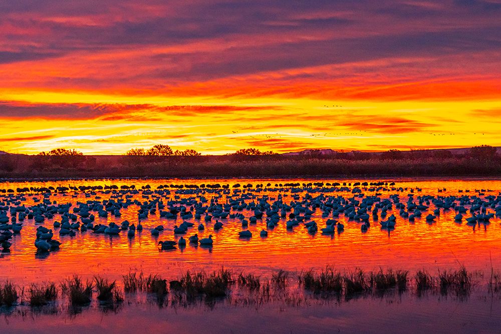 USA- New Mexico- Bosque Del Apache National Wildlife Refuge. Snow geese in water at sunrise. art print by Jaynes Gallery for $57.95 CAD