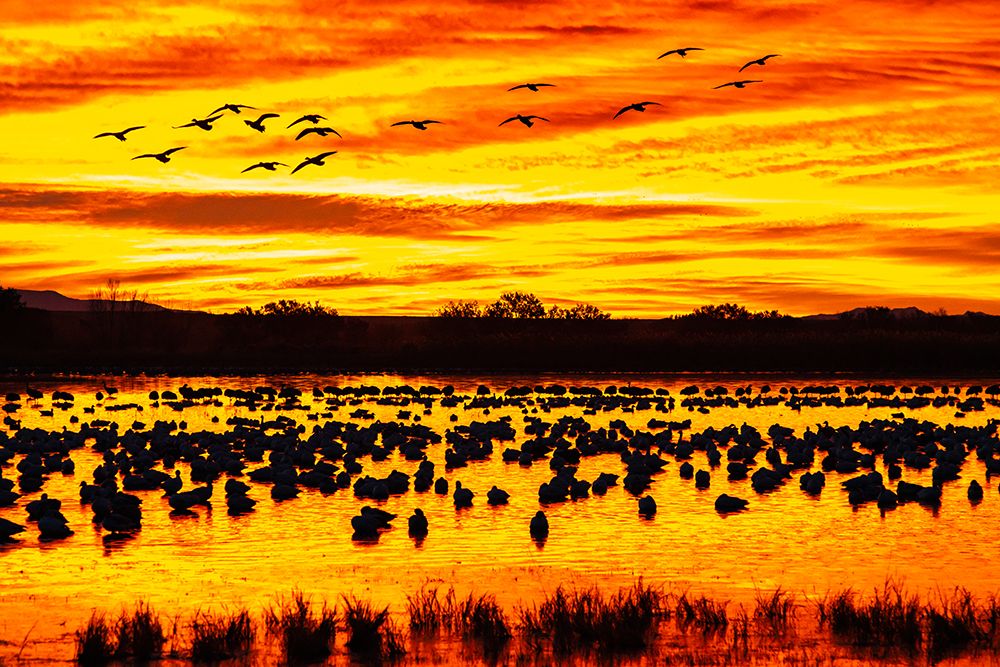 USA- New Mexico- Bosque Del Apache National Wildlife Refuge. Snow geese in water at sunrise. art print by Jaynes Gallery for $57.95 CAD