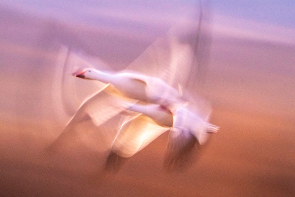 USA- New Mexico- Bosque Del Apache National Wildlife Refuge. Blur of snow geese flying. art print by Jaynes Gallery for $57.95 CAD
