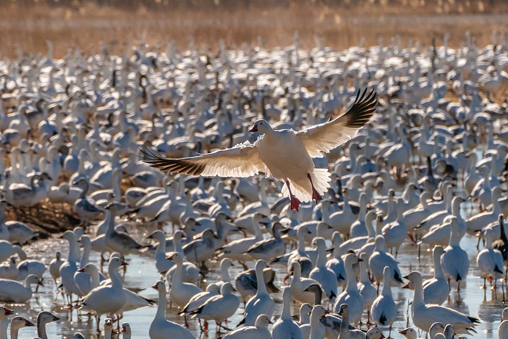 USA- New Mexico- Bosque Del Apache National Wildlife Refuge. Snow goose landing in flock. art print by Jaynes Gallery for $57.95 CAD